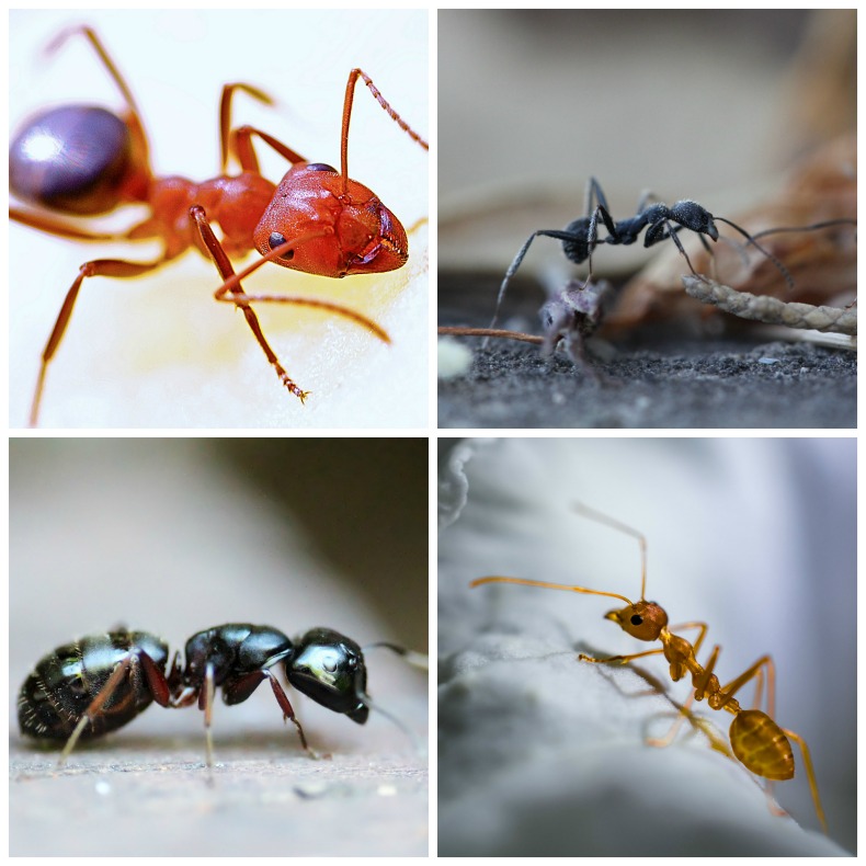 There are many types of ants