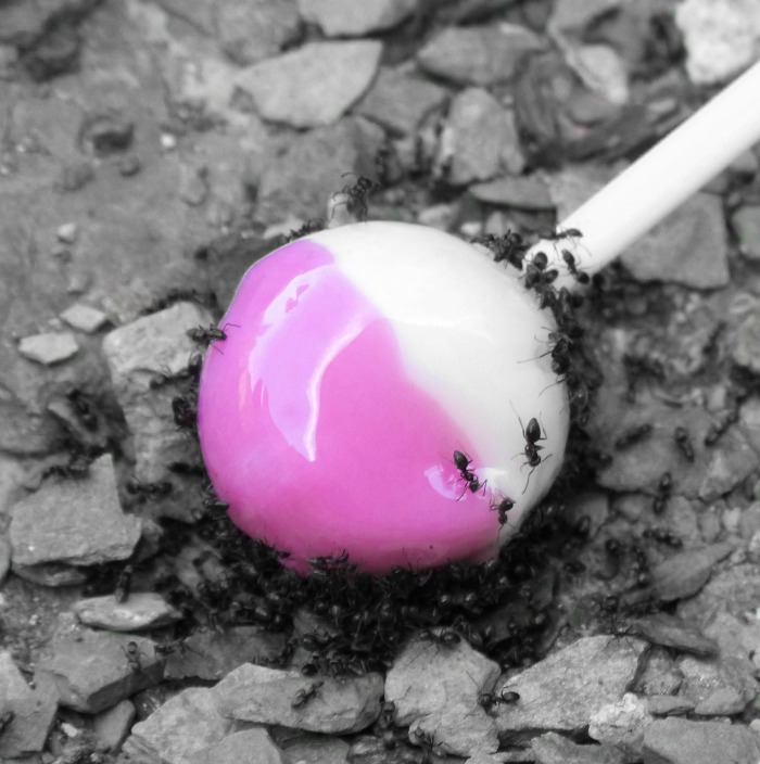Ants love sweet items