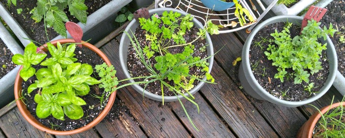 Fresh parsley, basil and oregano