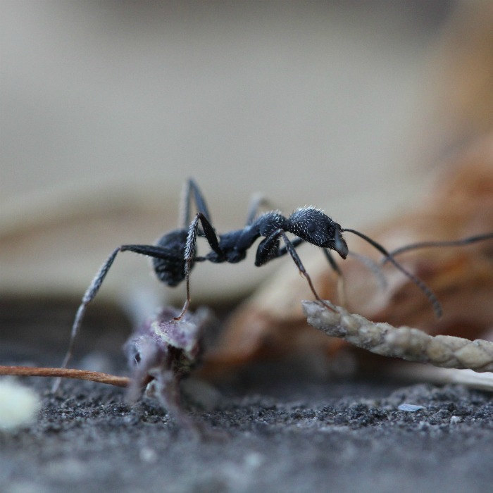How to Keep Ants Out of the House