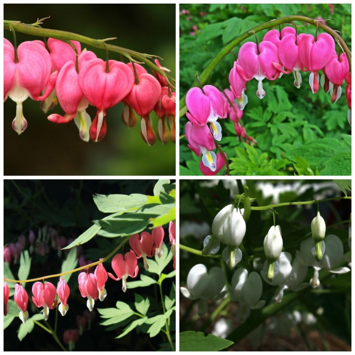 Flower colors of bleeding heart