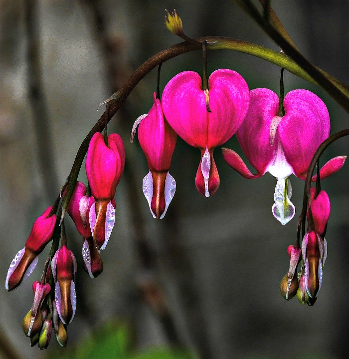 Bleeding heart flower on arched branching stems