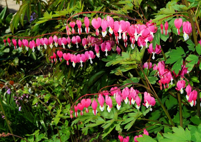 mature bleeding heart