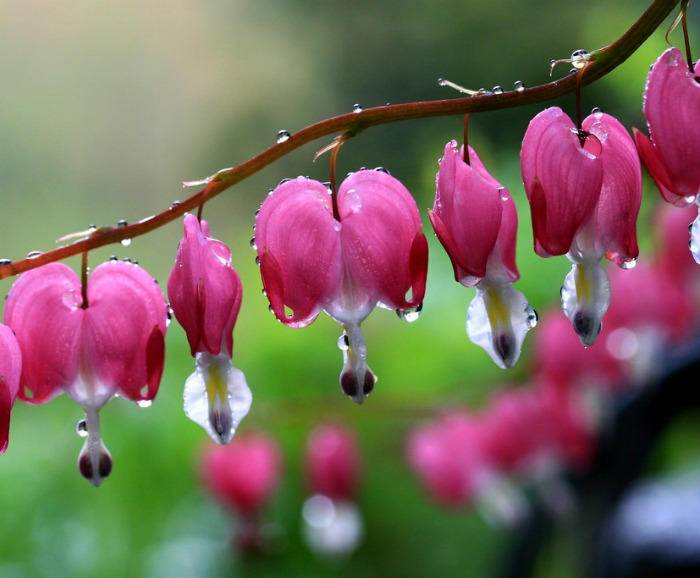 Bleeding heart in the rain