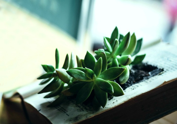 Book used as a planter Succulent book planter