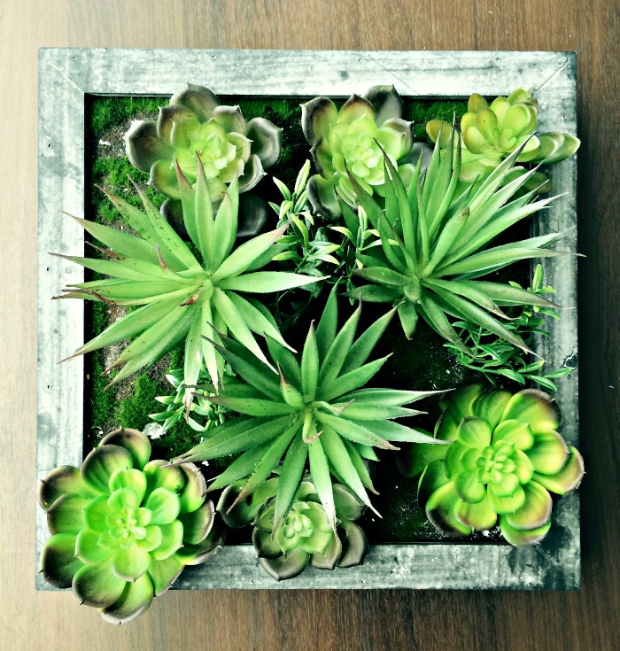 Succulent box planter Succulent box planter