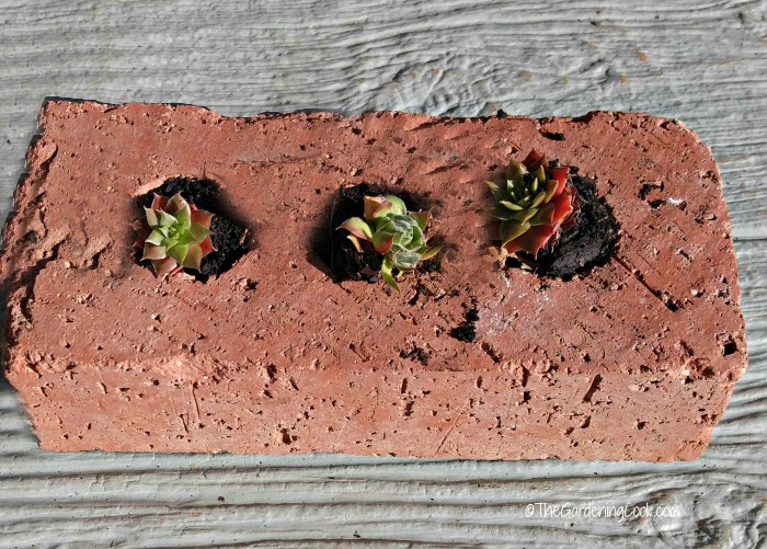 brick succulent planter Succulent brick planter