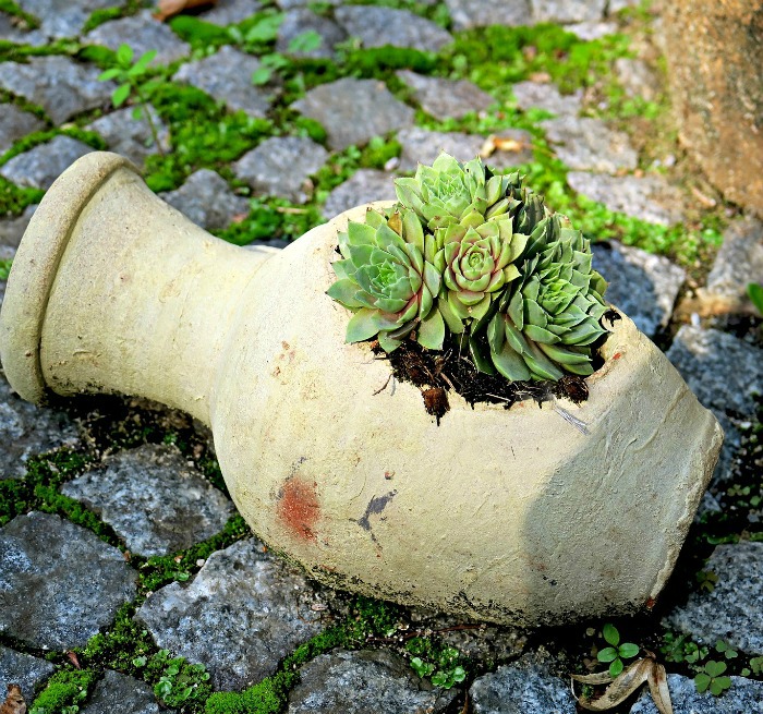 broken urn planter Succulent broken urn planter