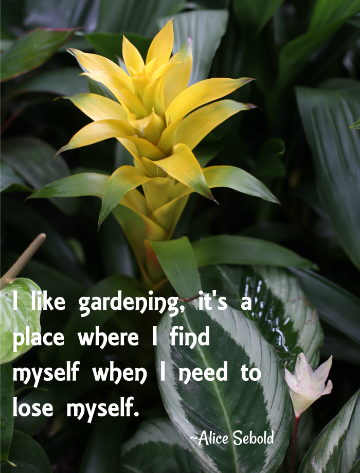 Alice Sebold garden quote I like gardening, it's a place where I find myself when I need to lose myself.