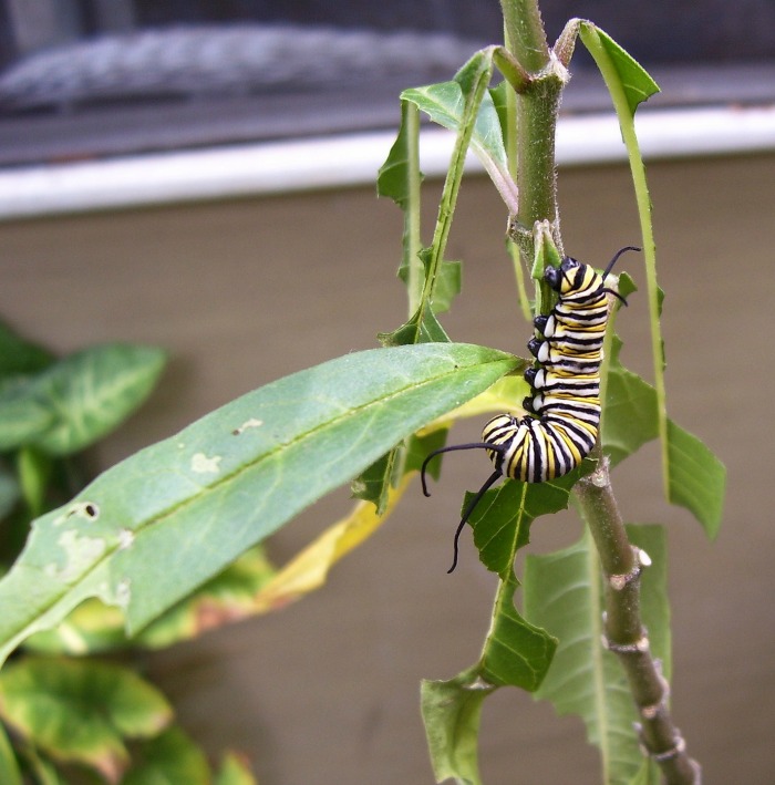 Monarch caterpillar eating a milkweed leaf