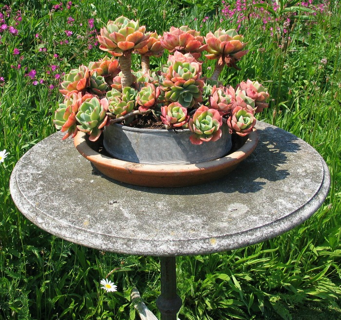 Spring form pan planted with succulents Succulent spring form pan planter