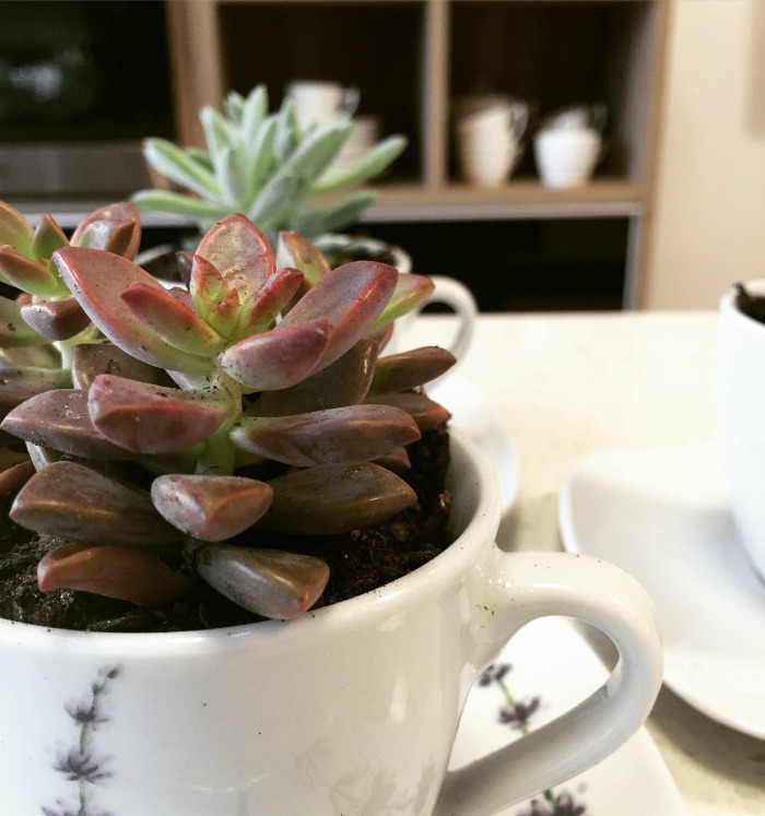 Crassula succulent in a coffee cup Succulent coffee cup planter with crassula