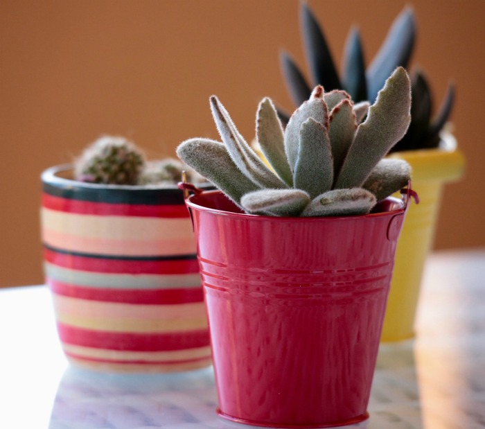 Colorful planters for succulents Colorful Succulent planters