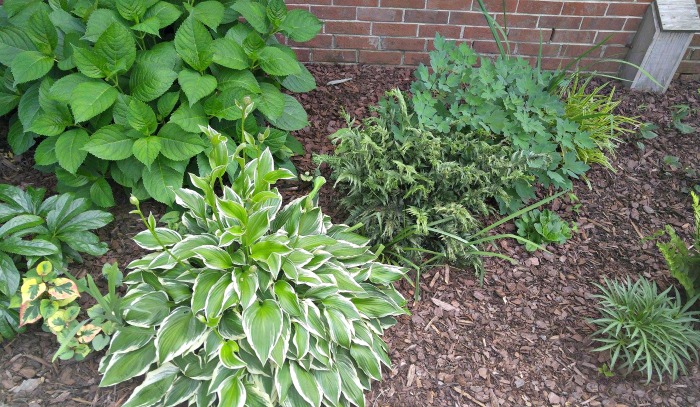 Companion plants for Bleeding heart