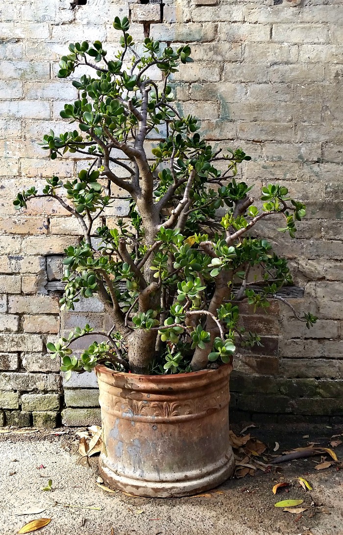 Crassula in a large terra cotta pot Succulent terra cotta planter