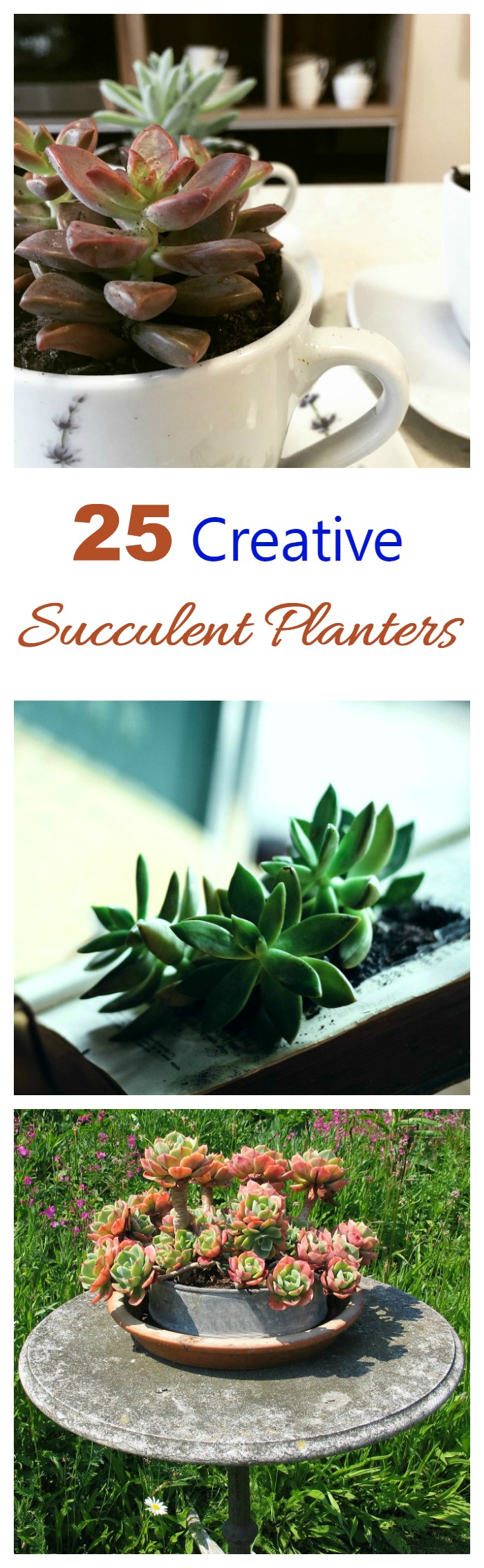 Creative succulent planter collage These creative and fun succulent planters will show you that you can plant these hardy plants in just about anything that will hold dirt.