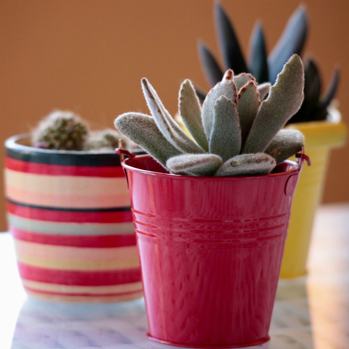 25 Succulent Planters – You Can Grow these Hardy Plants in Just About Anything!
