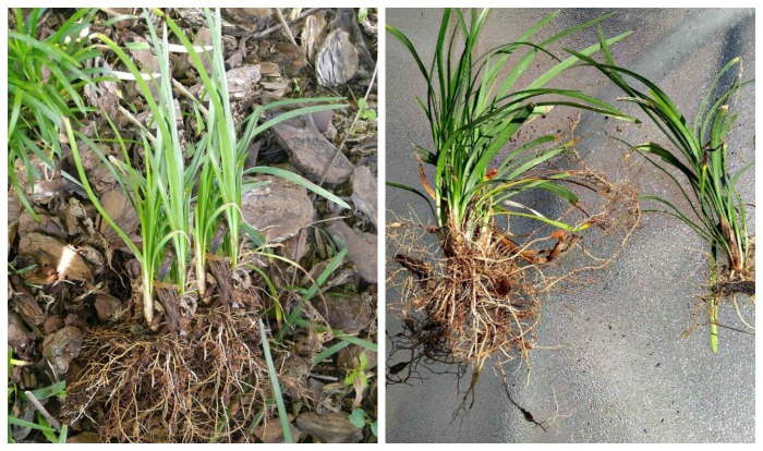 Divide monkey grass with crown and roots on both pieces