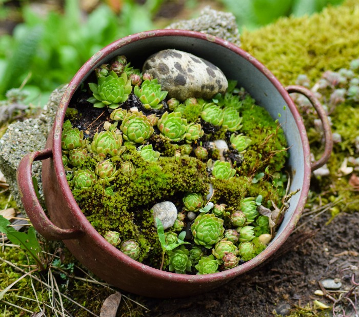 Dutch oven planted with succulents Dutch oven unique Succulent planter