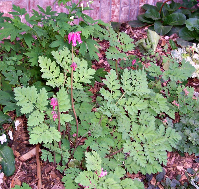 Fernleaf Bleeding heart