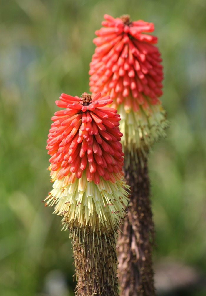Flower of the torch lily