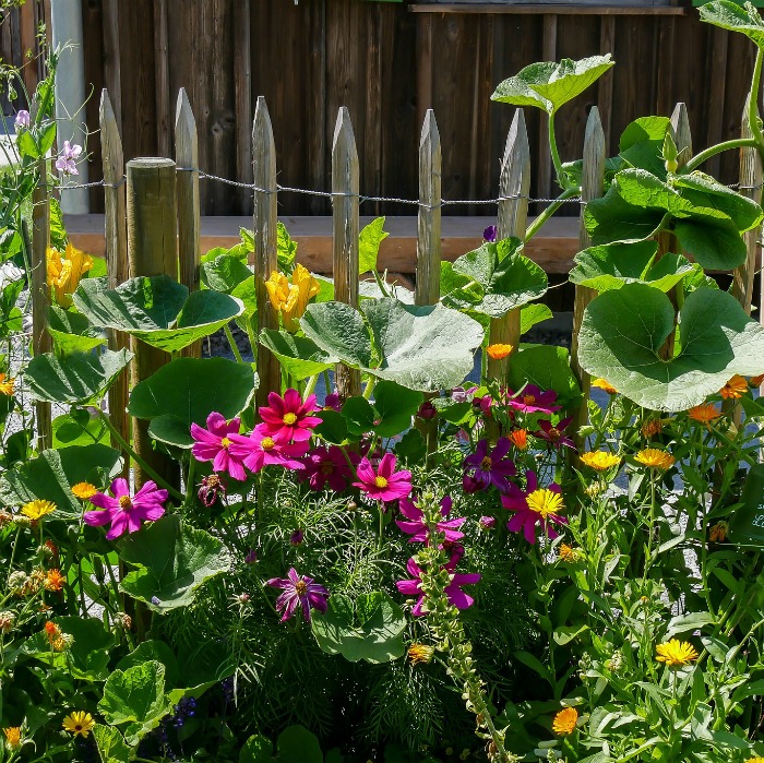 Guide to Perennials – How to Grow Perennial Plants