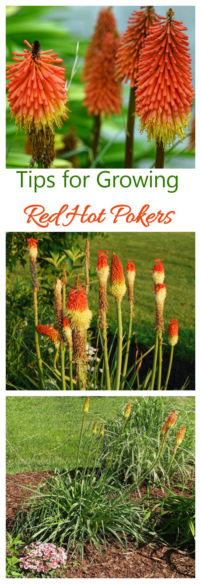 Red hot pokers are a drought resistant and heat tolerant perennial that is very easy to grow and care for.