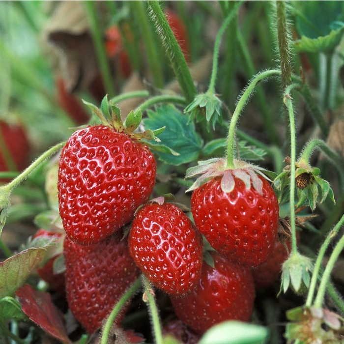 Growing Strawberries -Tips and Tricks for Best Success