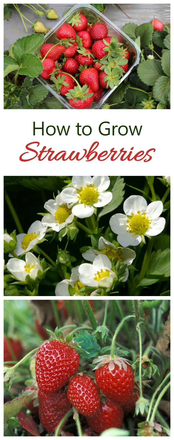 There is nothing like the taste of home grown strawberries. See tips for growing them on The Gardening Cook.