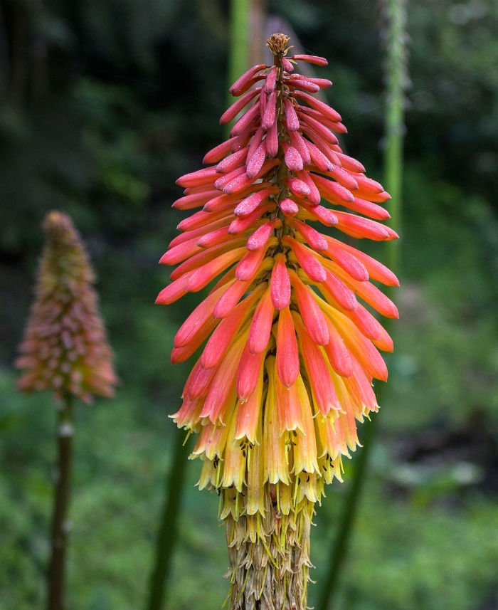 Hummingbirds love the tubular flowers of torch lilies