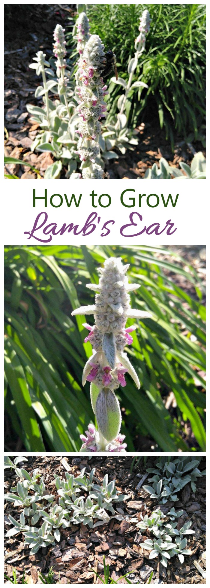 Try growing lamb's ear in your garden. This plant is a variety of perennial herb with fuzzy green leaves and pretty pure purple flowers on long stalks. It is easy to grow and makes a great ground cover.