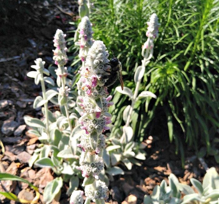 Lamb's ear flowers are attractive to bees and butterflies