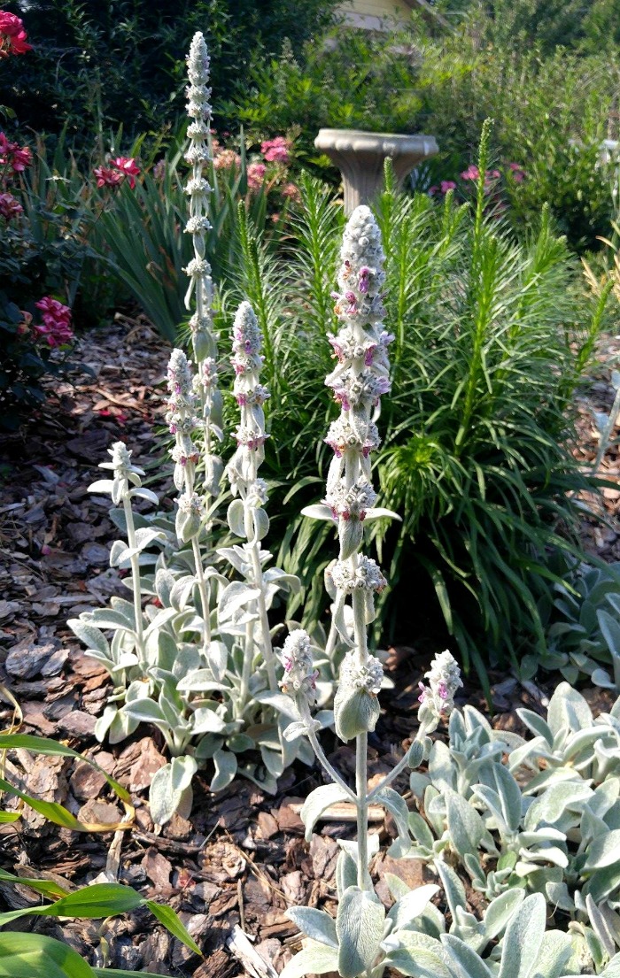 Flower stalks of lambs ears are long