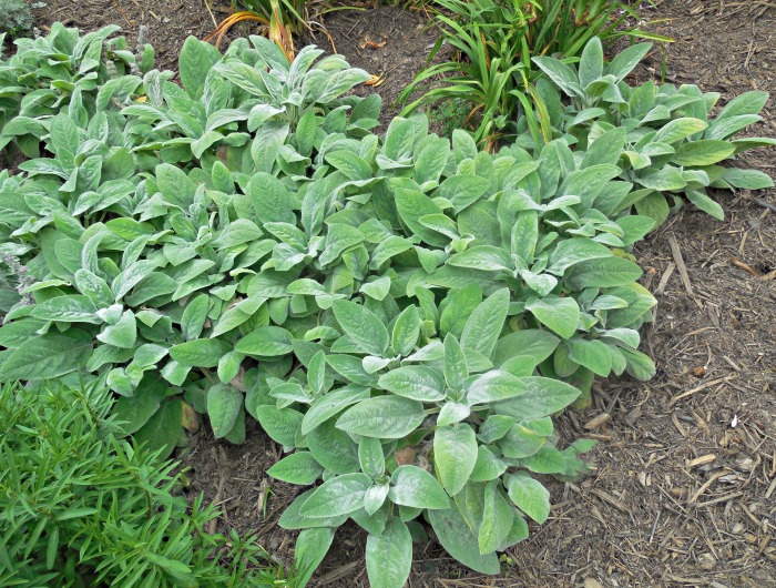Lamb's ears are great for weed control