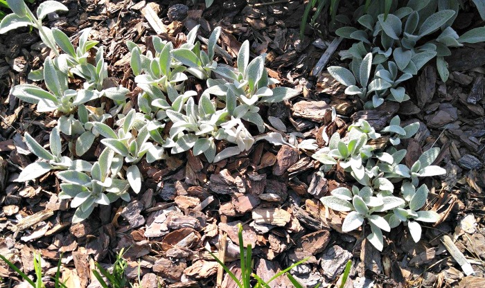 Lamb's ears makes a wonderful ground cover. Plant it about 2-3 feet apart.
