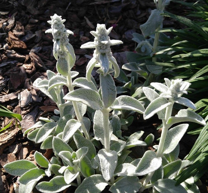 Lamb's ear flowers start on pale green stalks