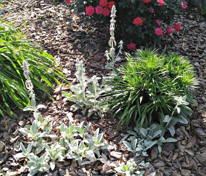 Lamb's Ear - Stachys byzantina