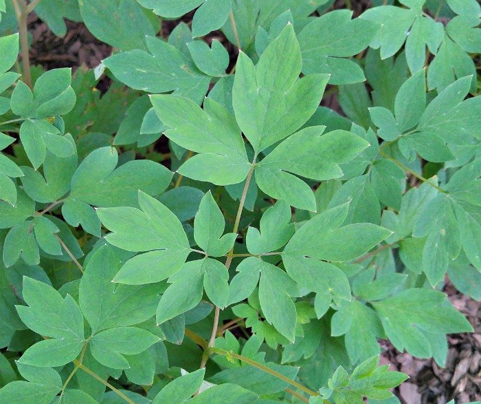 leaves of the bleeding heart
