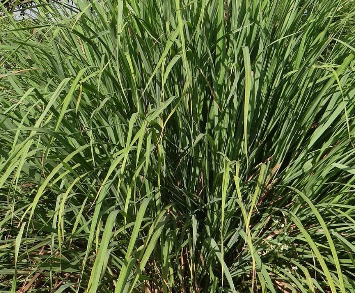 Lemon grass Lemon grass makes a great mosquito repellent plant