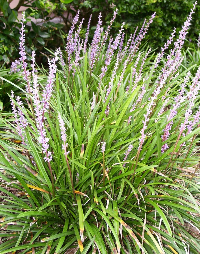 Variegated liriope in flower
