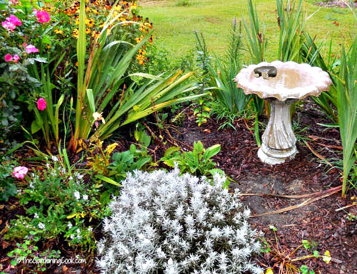 Add rocks in a bird bath to give monarchs a place to land