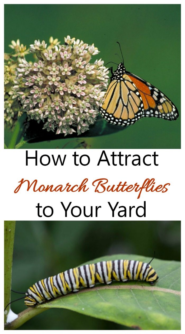 Monarch butterflies on a milkweed plant and caterpillar on a leaf with words How to Attract Monarch Butterflies to your Yard.