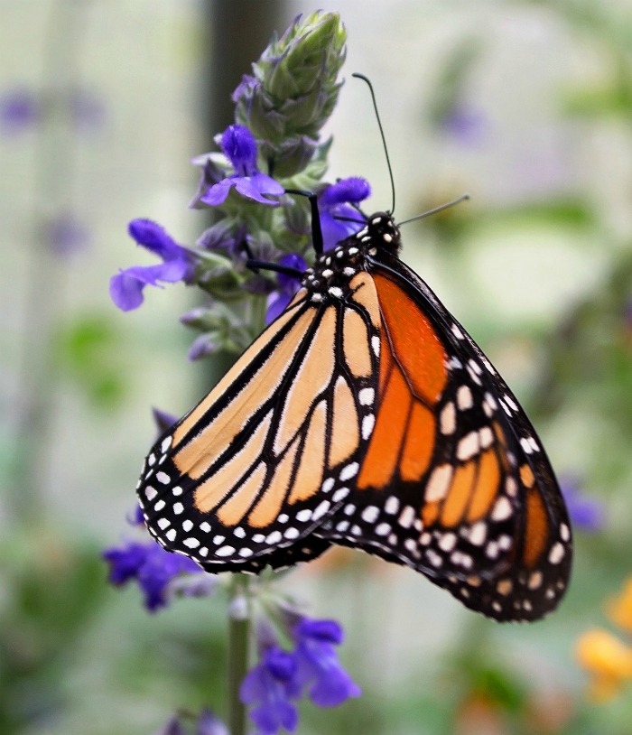 The colors of a monarch butterfly are very striking