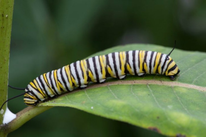 Monarch caterpillars need milkweed to live