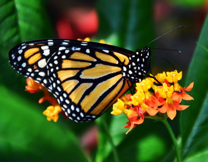 Adult monarchs like all flower nectar