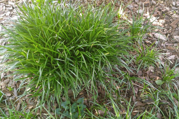 How to plant monkey grass babies