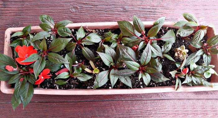 New Guinea Impatiens cuttings