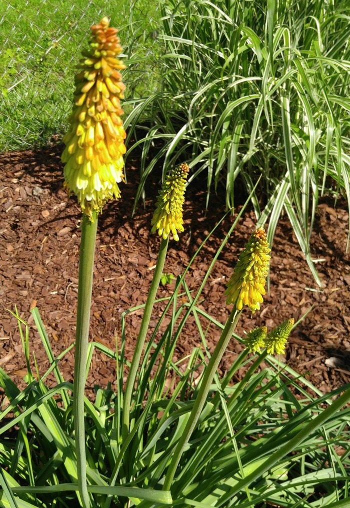Young red hot pokers ready to take on color