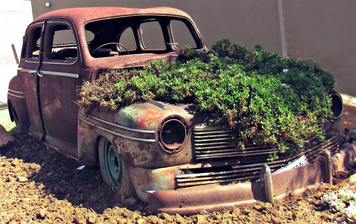 old car covered in succulents Old car Succulent planter