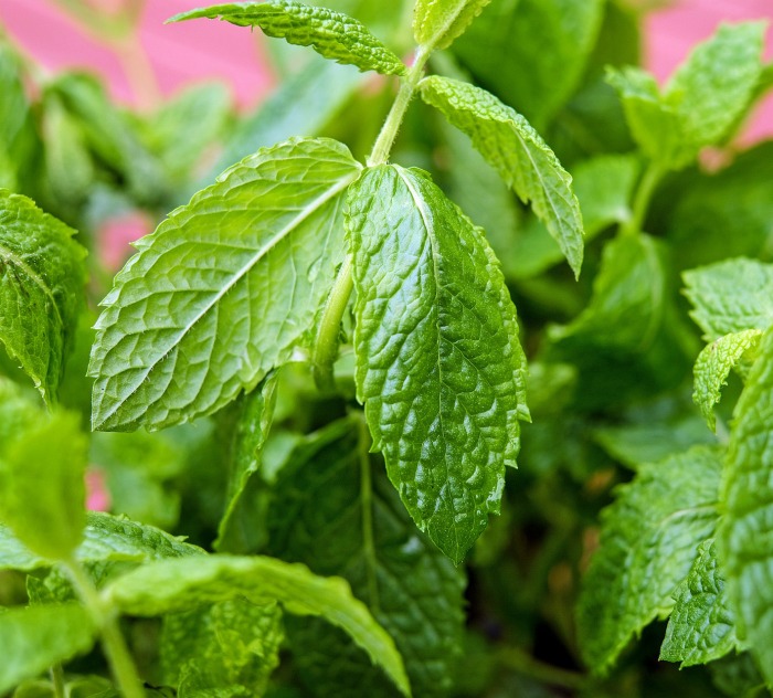 peppermint leaves Peppermint is one of the best mint plants for keeping mosquitoes away.